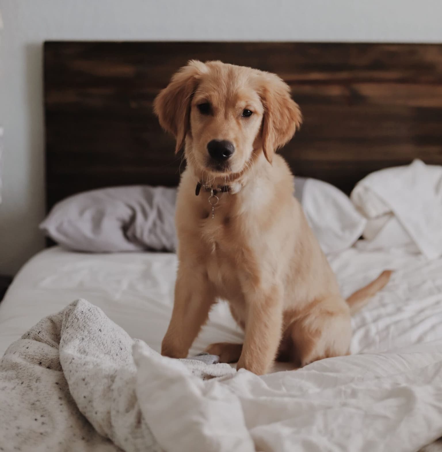 How to Get Pet Urine Out of Carpet (and Keep the Smell Gone)