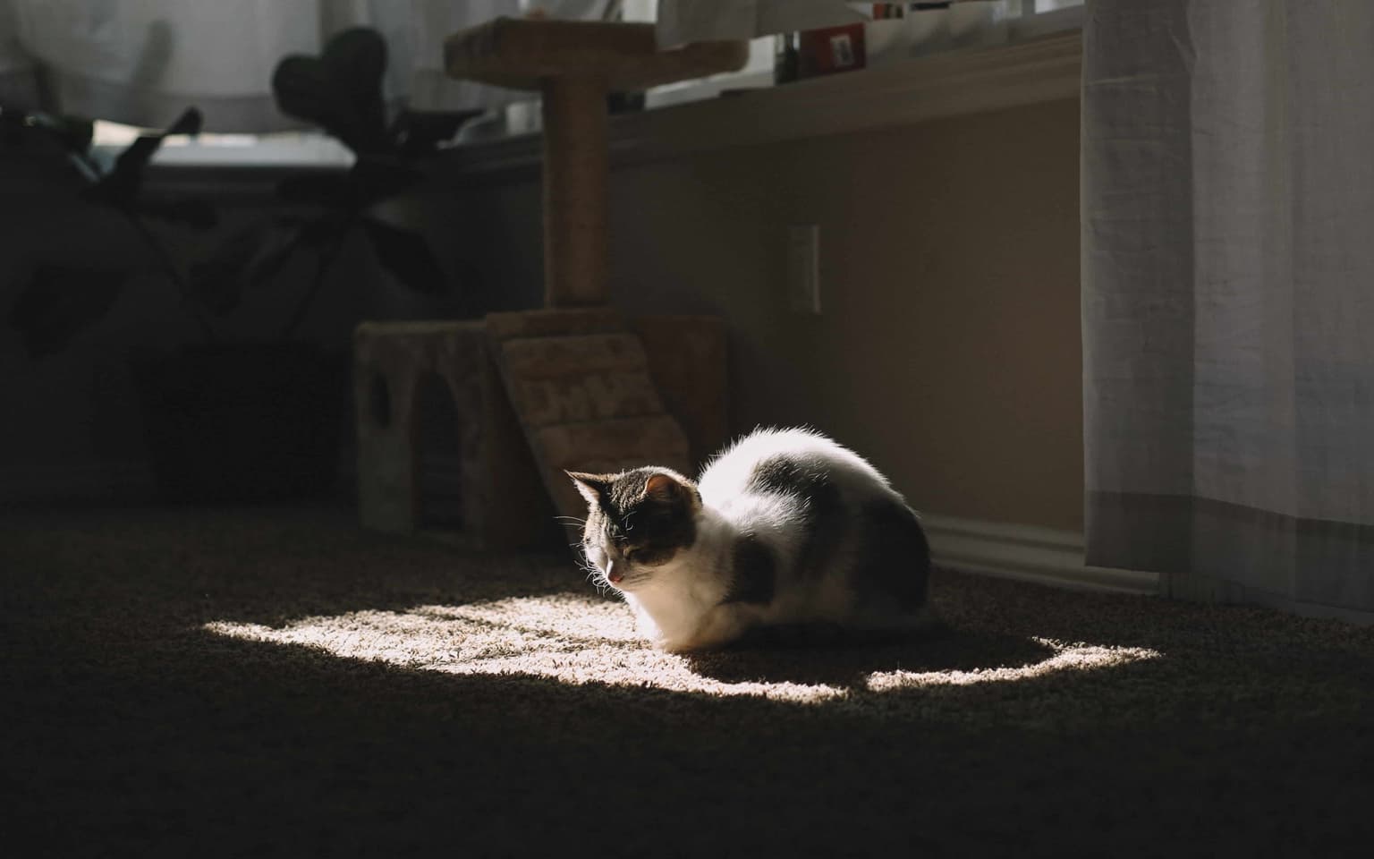 Pet Odor & Stain Removal in Smyrna TN